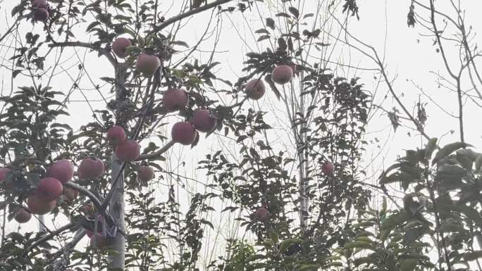 4k果树苹果采摘园摘苹果 (2)