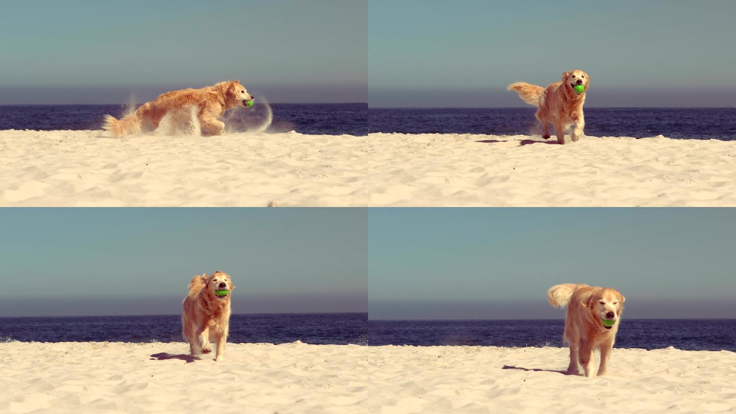 有趣的狗玩球小狗耍摇着尾巴跑过来扬起沙子
