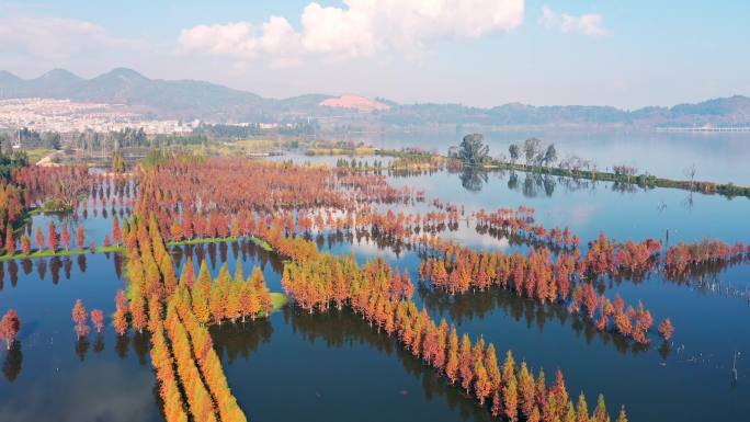 滇池湿地自然风光