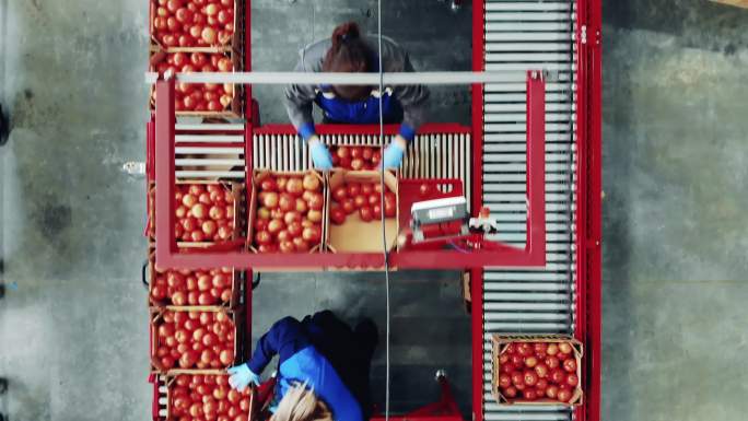 工厂包装西红柿西红柿包装盒产品分捡
