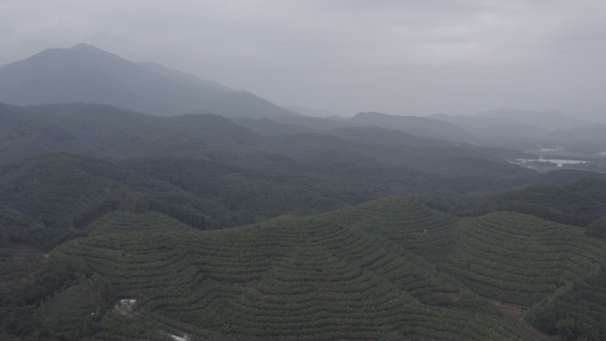 云南 勐腊 山峰 晨雾 航拍 茶园-2