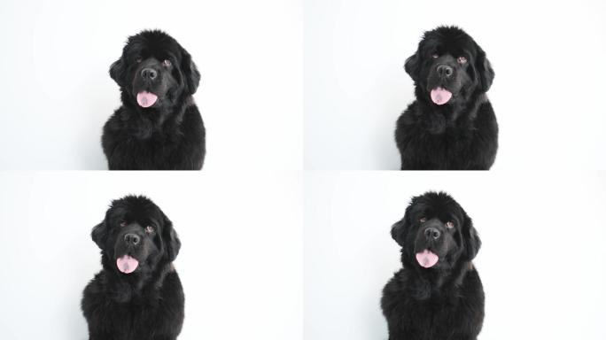 纽芬兰犬视频素材毛茸茸狗狗大型犬