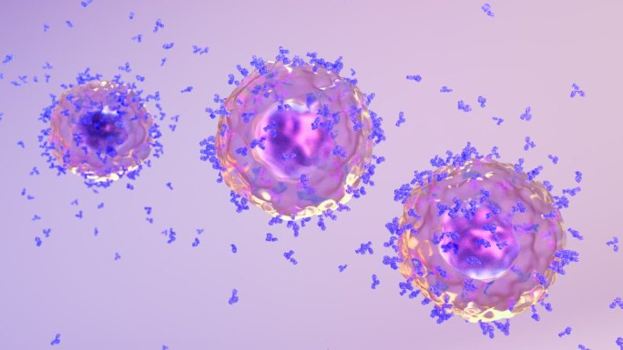 免疫系统激活B细胞产生释放抗体抗病毒12