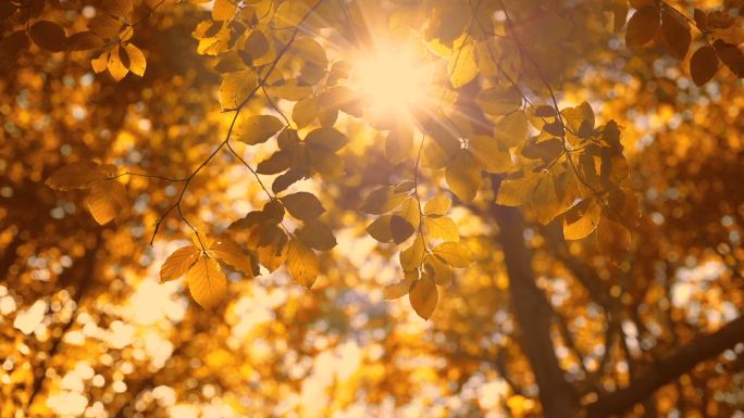 阳光透过金黄的秋树