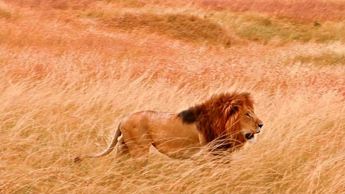 马赛马拉的雄狮野生动物世界国家保护大自然