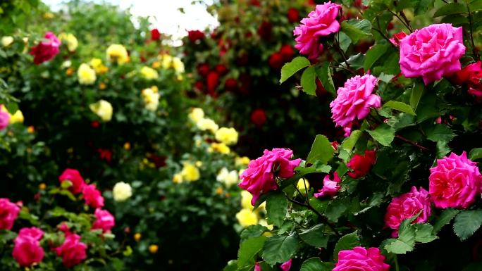 玫瑰丛唯美绿色自然植物鲜花特写
