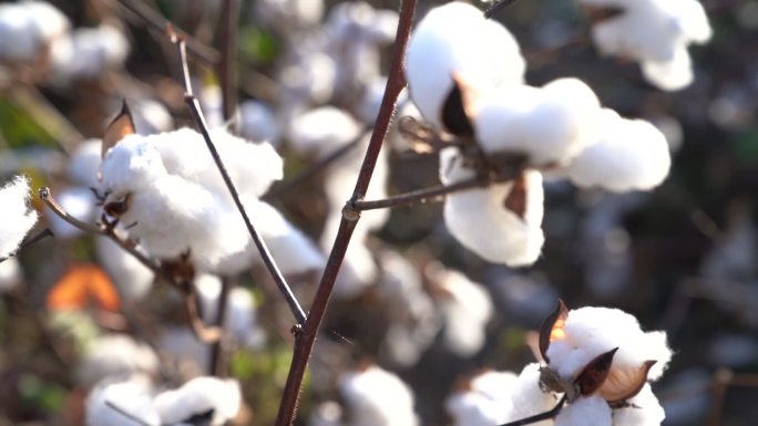 棉花价格视频素材植物学农作物种植