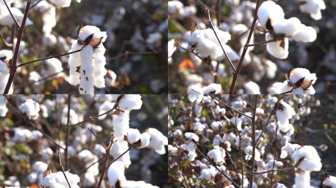 棉花价格视频素材植物学农作物种植