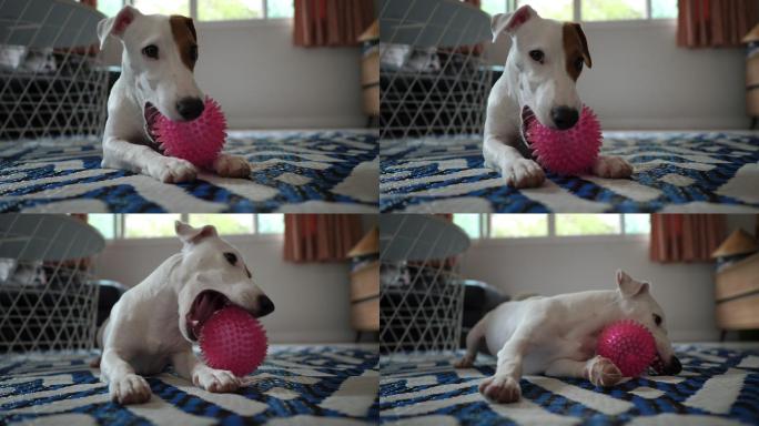 在玩球球的小狗养狗养犬萌宠玩耍狗粮广告