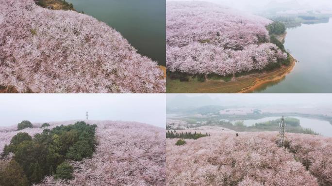 4K航拍贵州贵安樱花风光