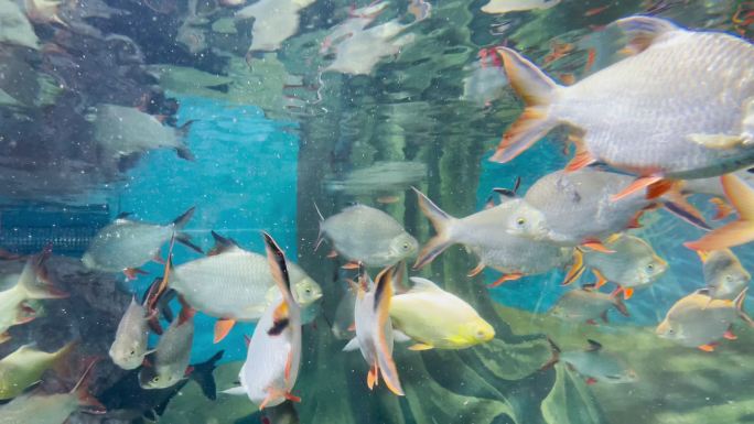 上海海洋水族馆 鱼群