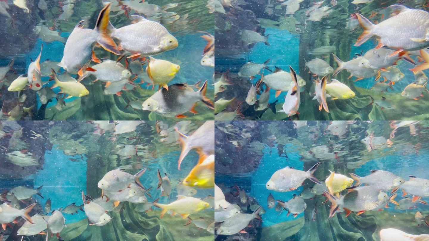 上海海洋水族馆 鱼群