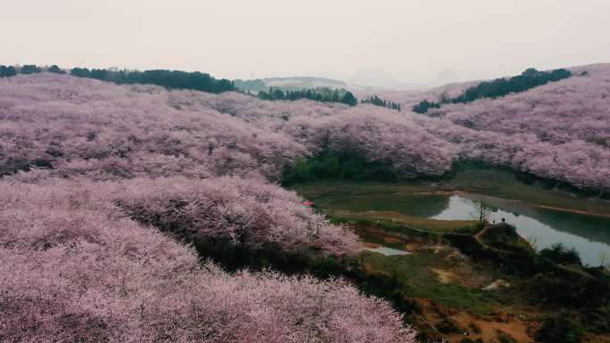 4K航拍贵州贵安樱花园万亩樱花美景