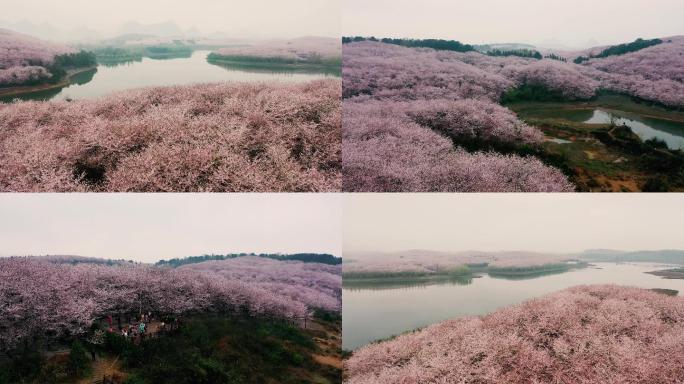 4K航拍贵州贵安樱花园万亩樱花美景