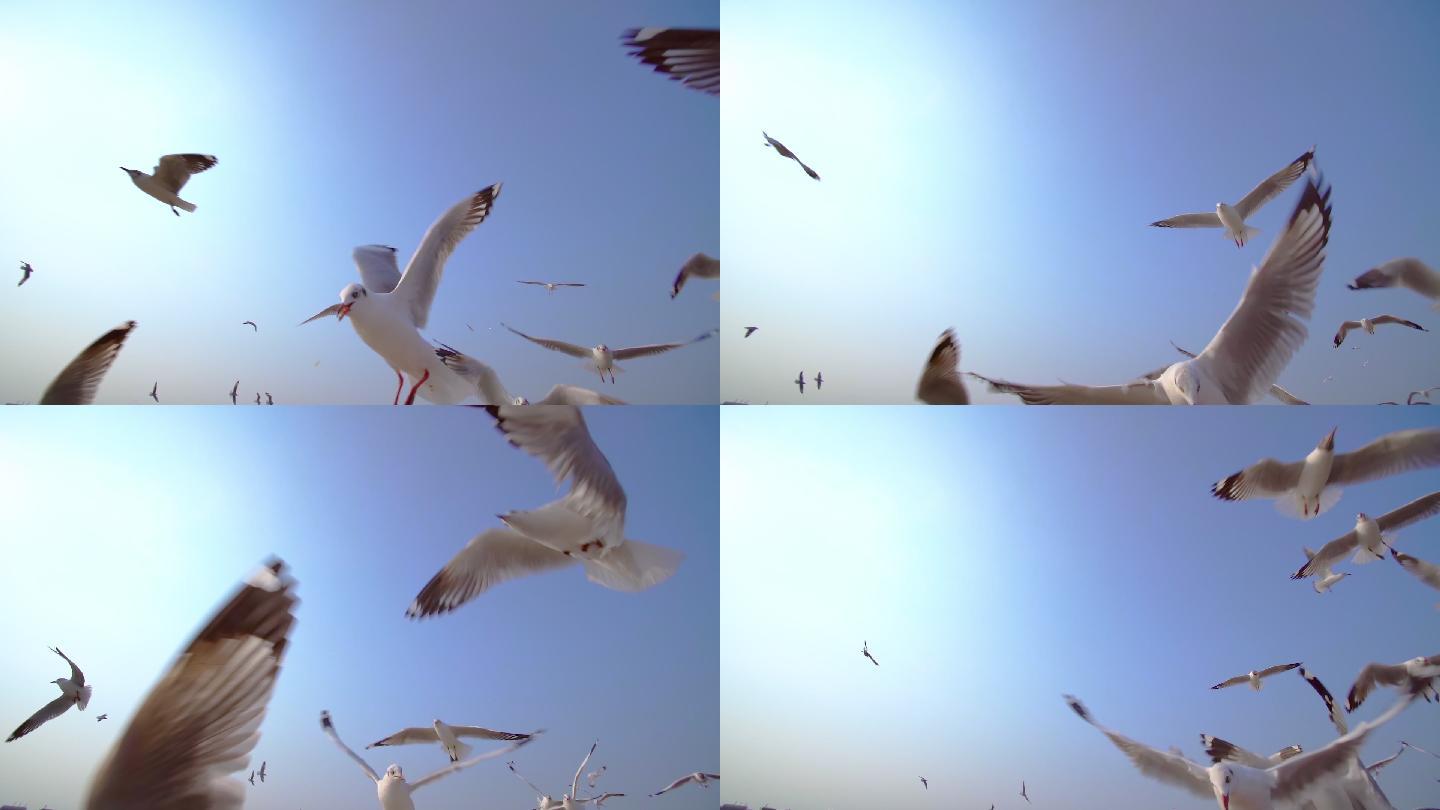 一群海鸥在蓝天上飞翔
