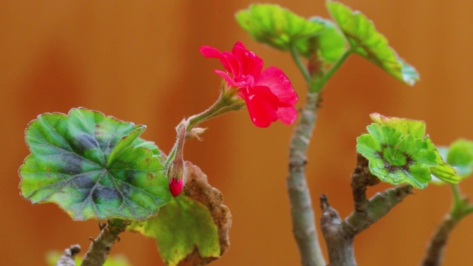 一朵小红花实拍