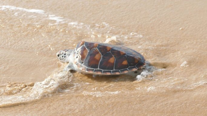 海龟爬向大海人类手