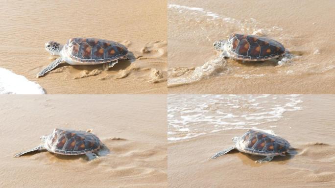 海龟爬向大海人类手