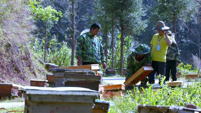 蜂蜜采蜜人养蜂素材画面
