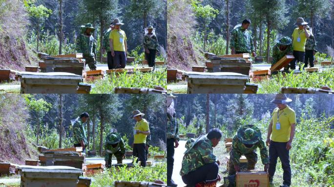 蜂蜜采蜜人养蜂素材画面