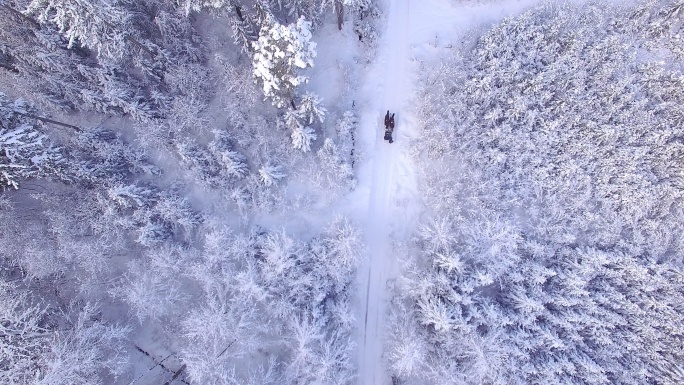 鸟瞰：冬季仙境中的马拉雪橇