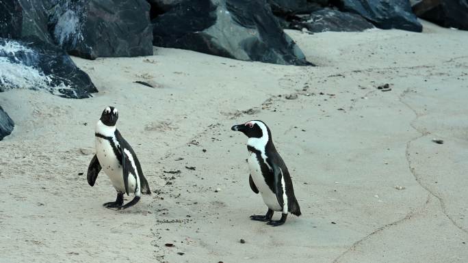 海滩上的企鹅南极北极生态极地冰川冰山
