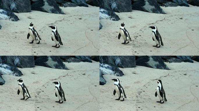 海滩上的企鹅南极北极生态极地冰川冰山