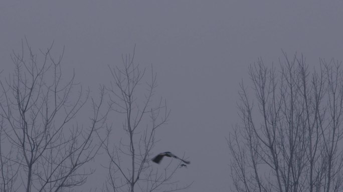 2.8K夜鹭飞过冬天的树梢一组