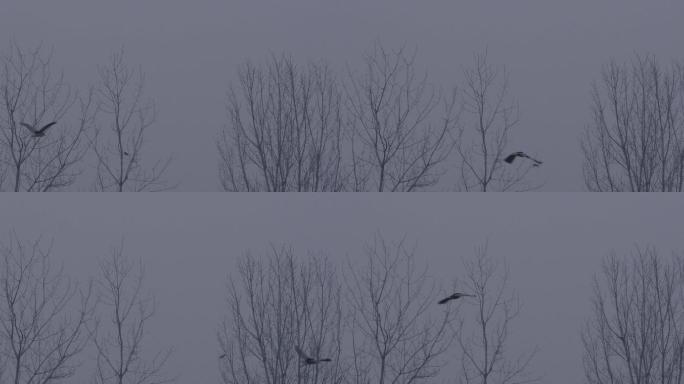2.8K夜鹭飞过冬天的树梢一组
