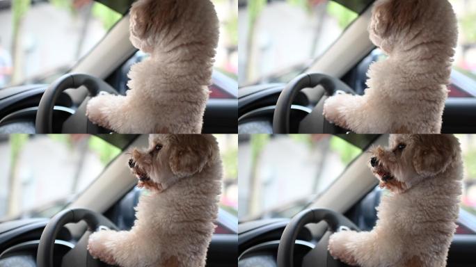 在汽车里的小狗视频素材
