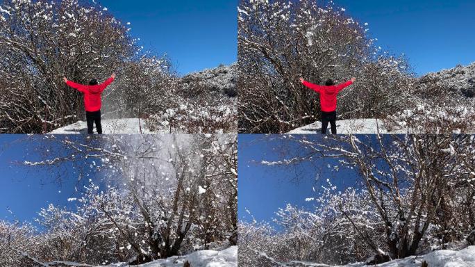 冬季玩雪蓝天阳光白雪摇动树上的雪飘落4K
