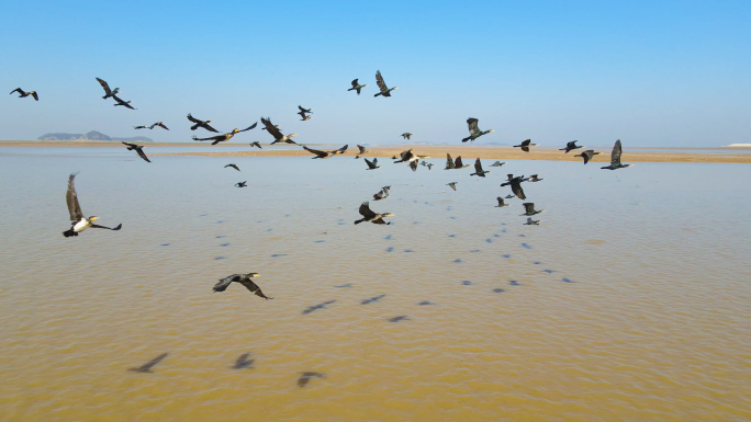 4K航拍鄱阳湖候鸟群海鸥