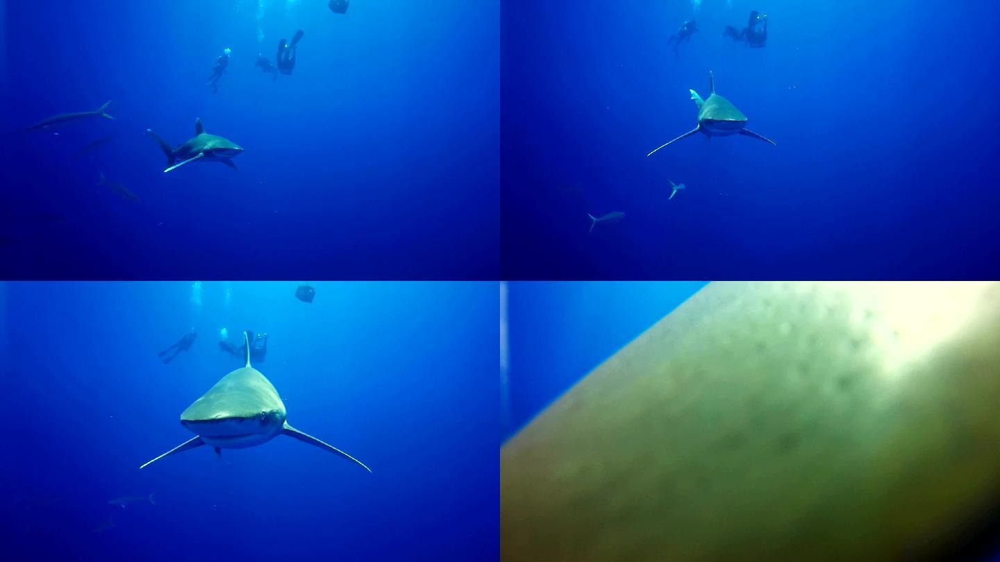 和大白鲨一起游泳海底世界自由潜