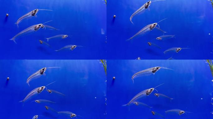 上海海洋水族馆 透明小鱼