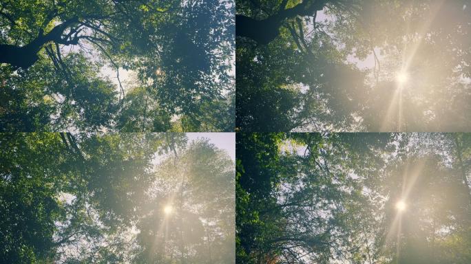 阳光树林竹林