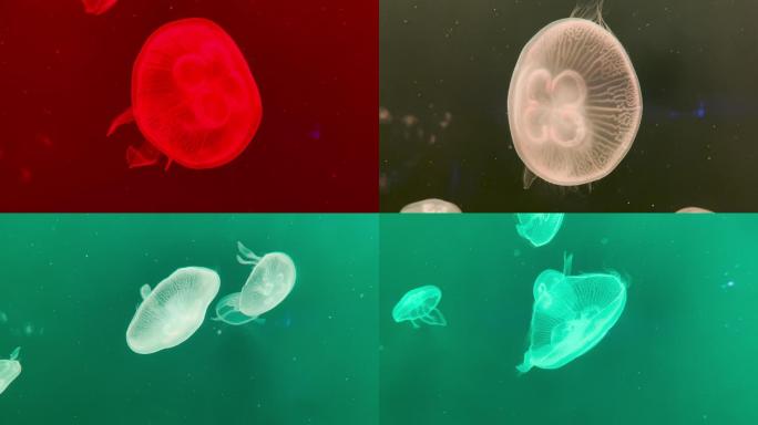 上海海洋水族馆 变色水母