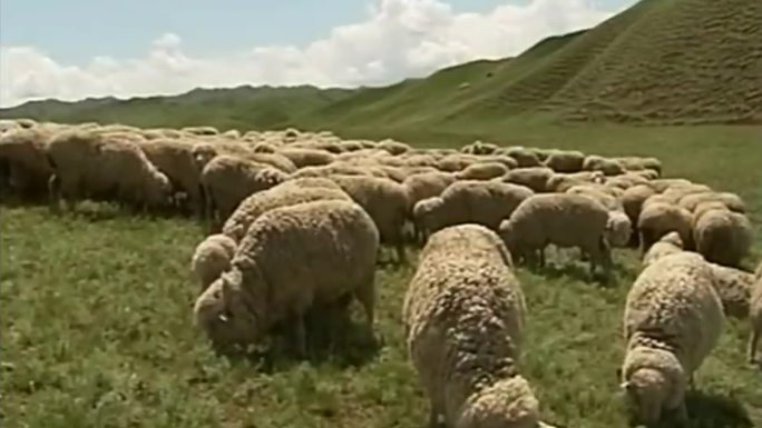 80年代新疆牧业生产