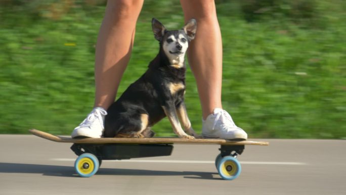 坐在滑板上的小狗视频素材