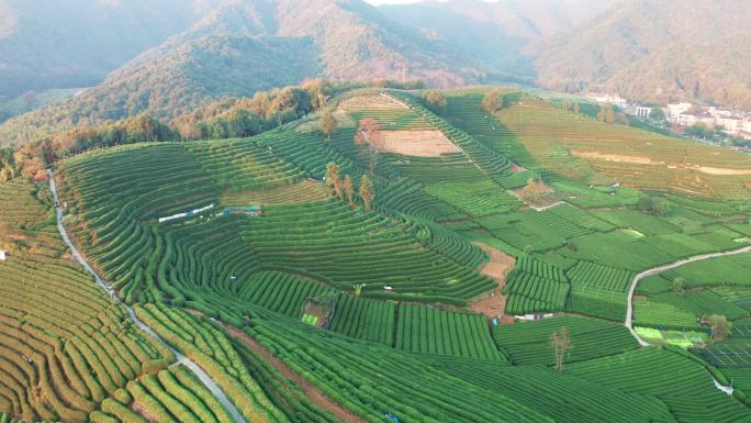 航拍杭州西湖龙坞茶园