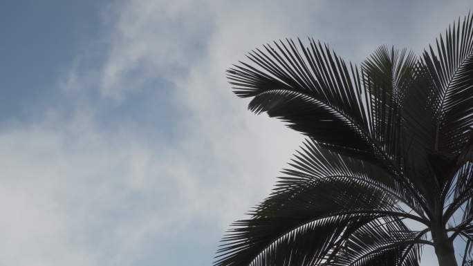 棕榈树上蓝天白云大自然树棕榈树