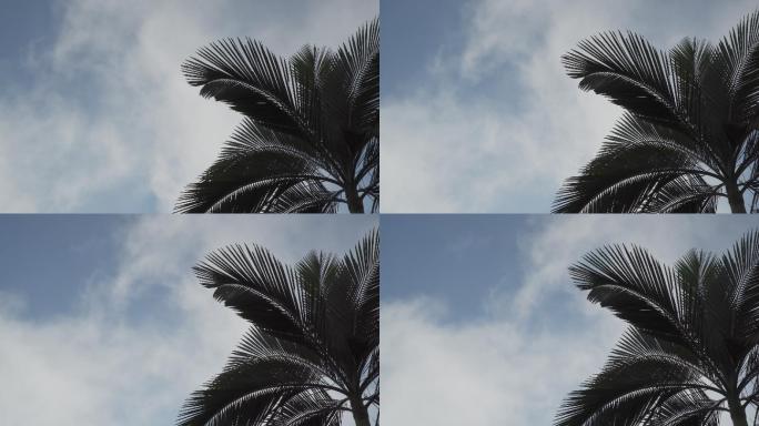 棕榈树上蓝天白云大自然树棕榈树
