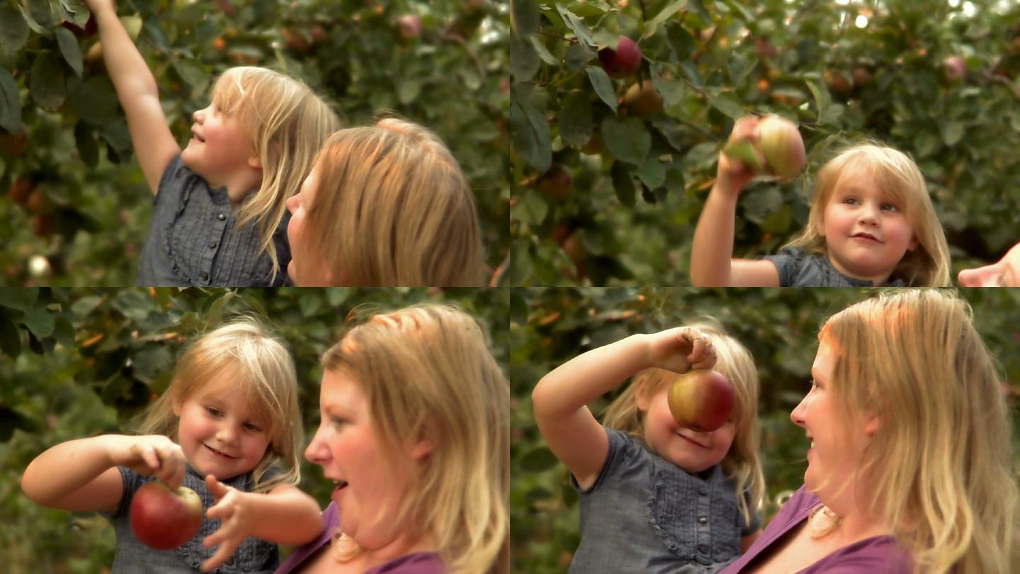 小女孩摘苹果