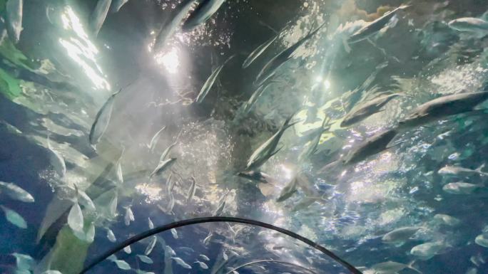 上海海洋水族馆 海底观光隧道 鱼群