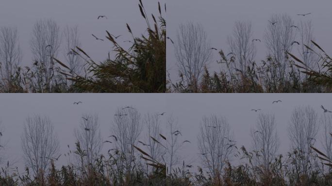 鸟群在冬天的芦苇荡上飞舞2-1