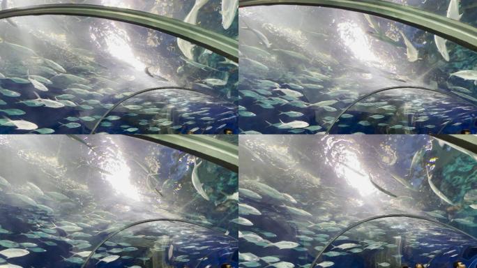 上海海洋水族馆 海底观光隧道 鱼群