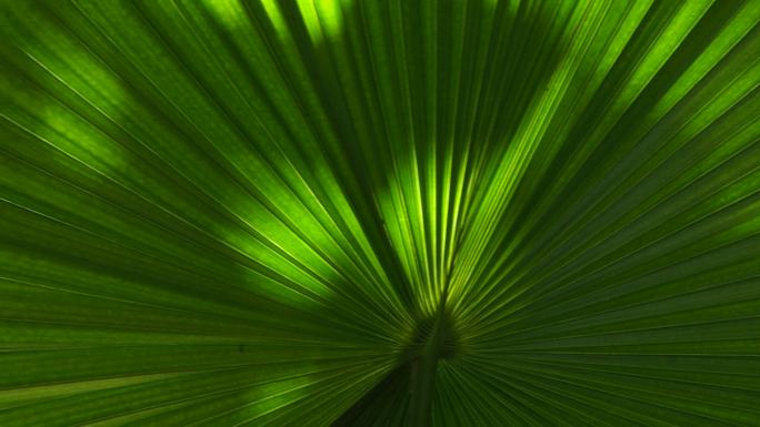 绿叶棕榈特写镜头树林热带树自然公园