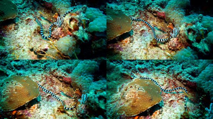 水下带状海蛇物种多样性水蛇实拍视频