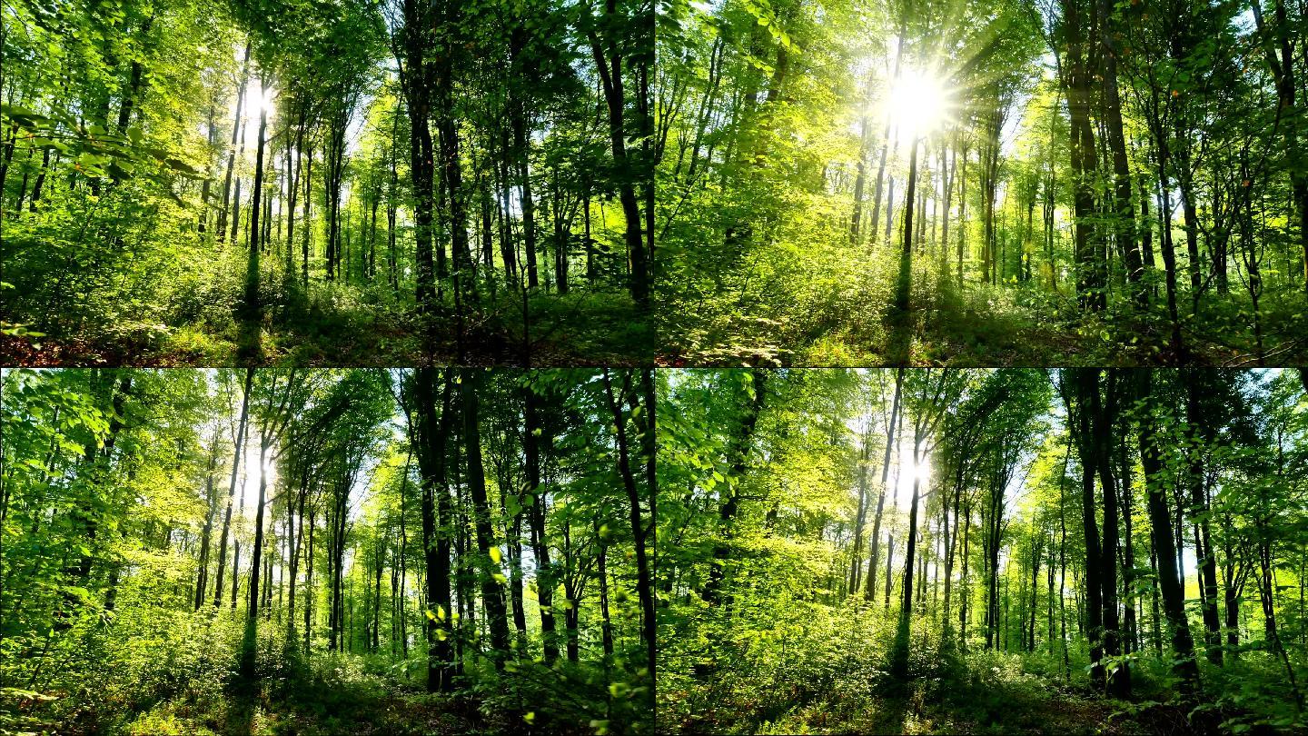 春天的森林阳光森林大自然树林里
