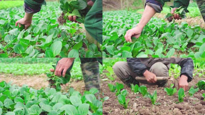 现代农业农产品有机蔬菜种植