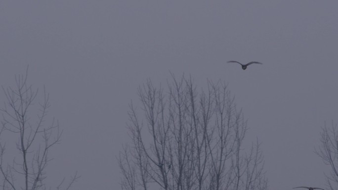 夜鹭飞过冬天的树梢2-2
